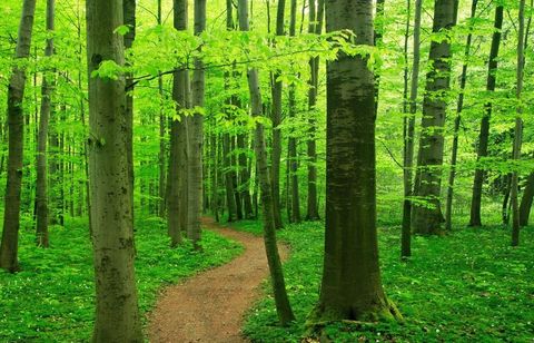 Ecology Quiz