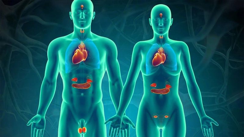 Endocrine System Quiz