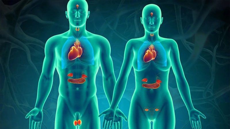 Endocrine System Quiz