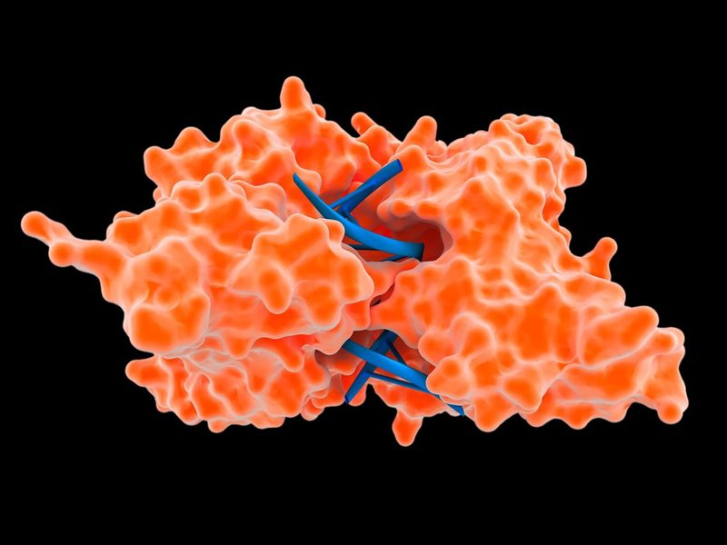 Enzyme Quiz
