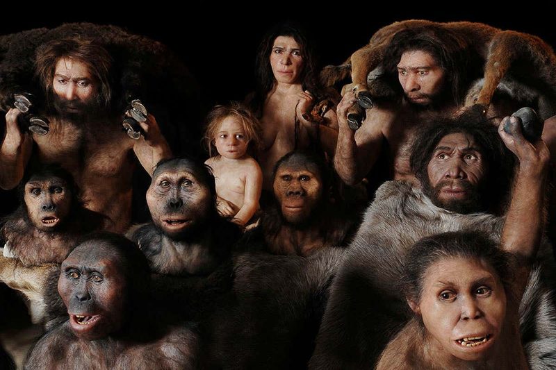 Evolution Quiz