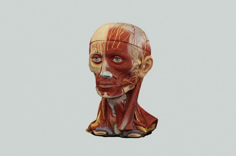 Facial Muscles Quiz