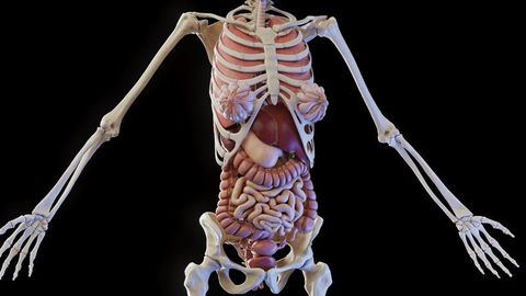 Female Anatomy Quiz