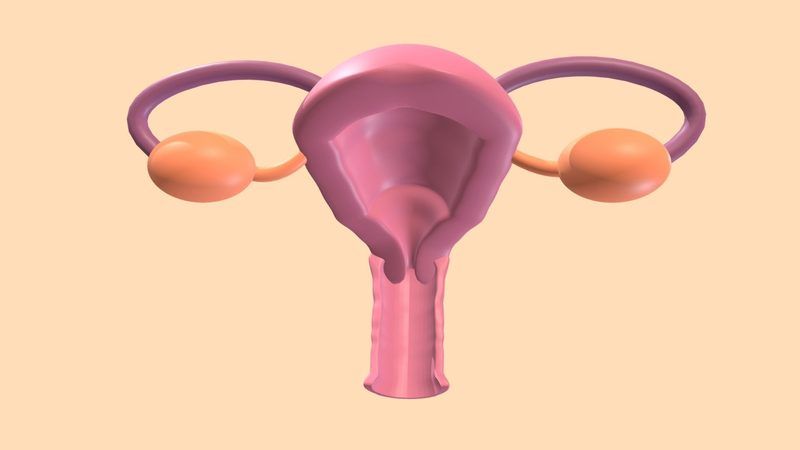Female Reproductive System Quiz