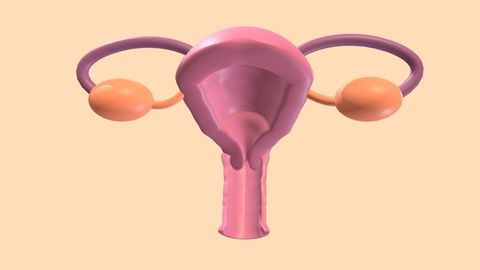 Female Reproductive System Quiz