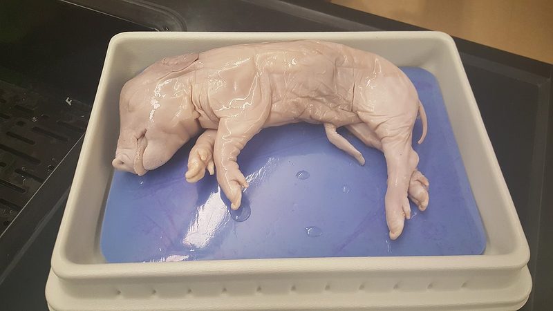 Fetal Pig Dissection Quiz