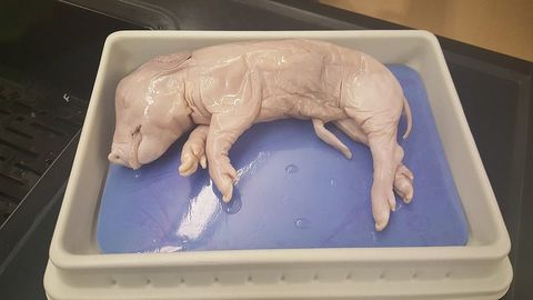 Fetal Pig Dissection Quiz