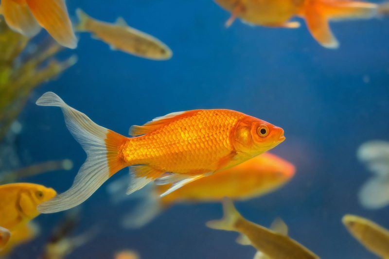 Fish Quiz
