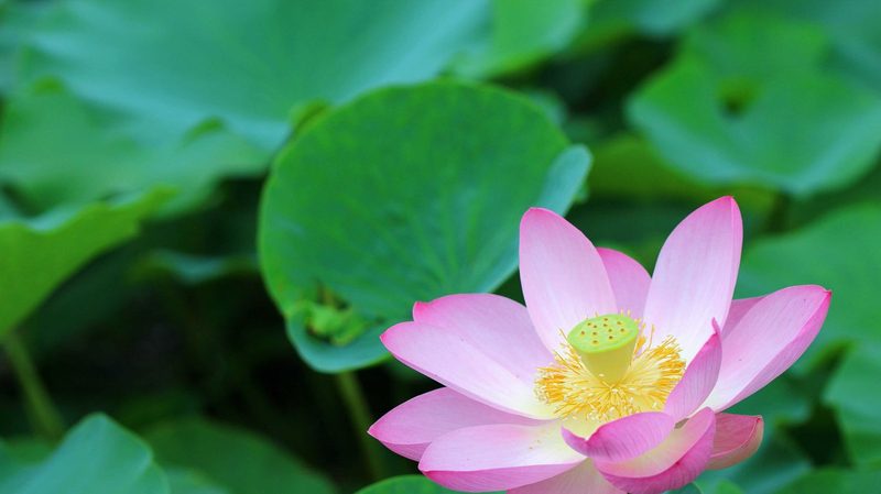 Flower Quiz