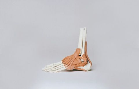 Foot Bones Quiz