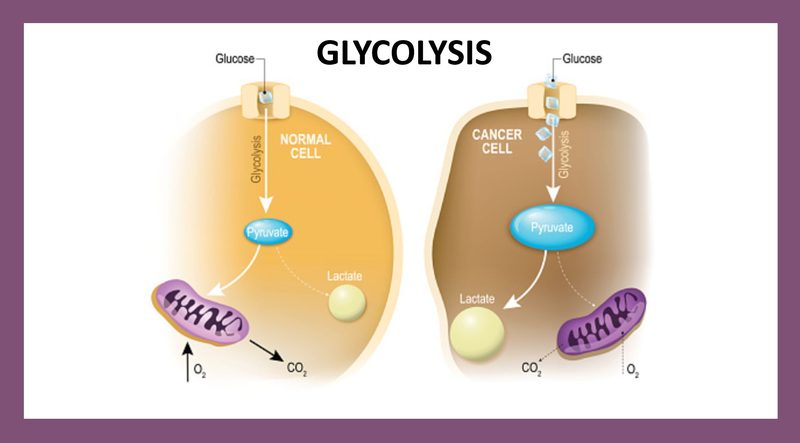 Glycolysis Quiz
