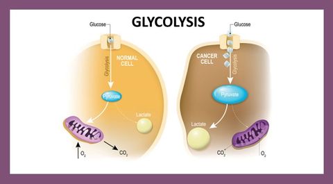 Glycolysis Quiz