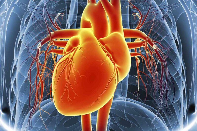 Heart Anatomy Quiz