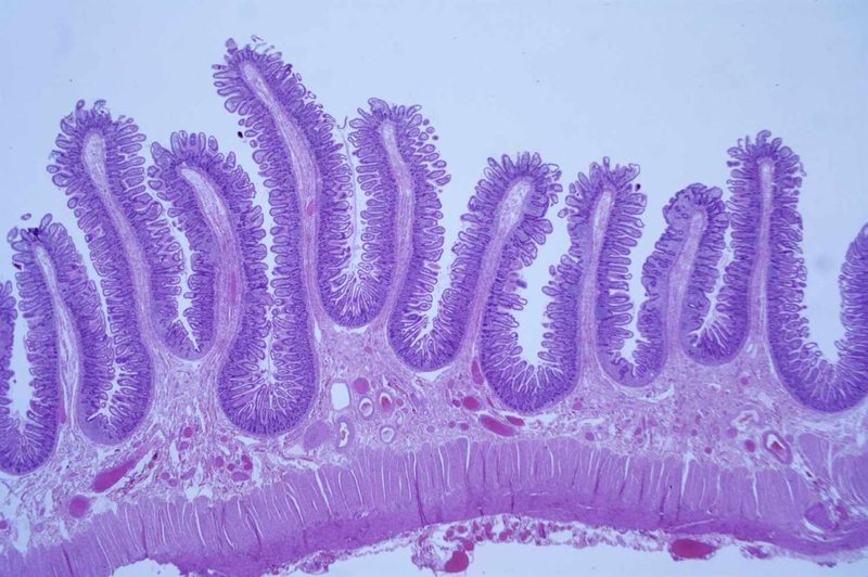 Histology Quiz