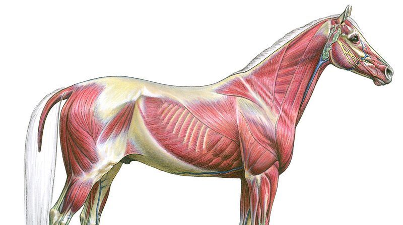 Horse Anatomy Quiz