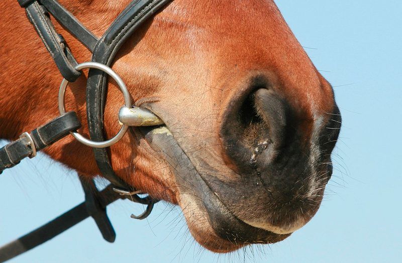 Horse Bit Quiz