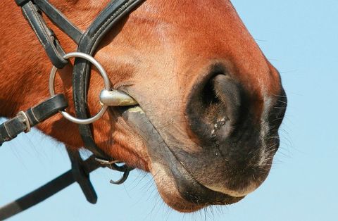 Horse Bit Quiz