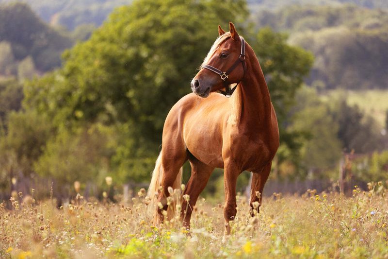 Horse Quiz