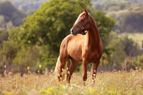 Horse Quiz
