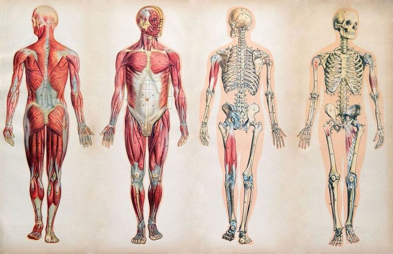 Human Anatomy Quiz