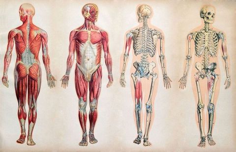 Human Anatomy Quiz