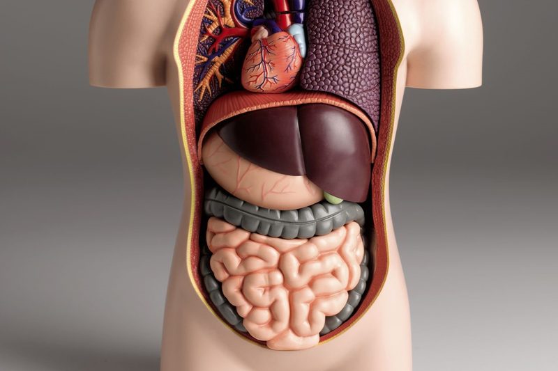 Human Body Quiz