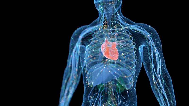 Immune System Quiz