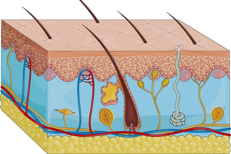 Integumentary System Quiz