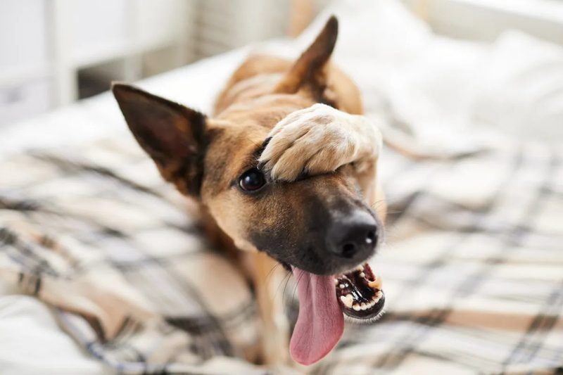 Is My Dog Autistic Quiz