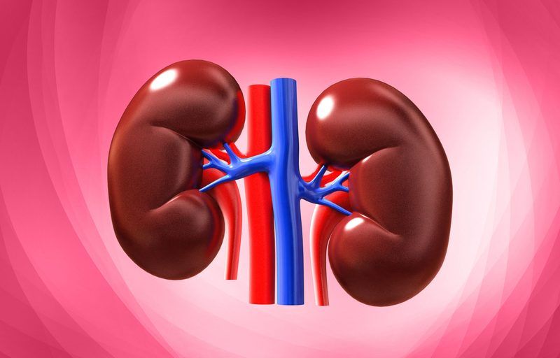 Kidney Quiz