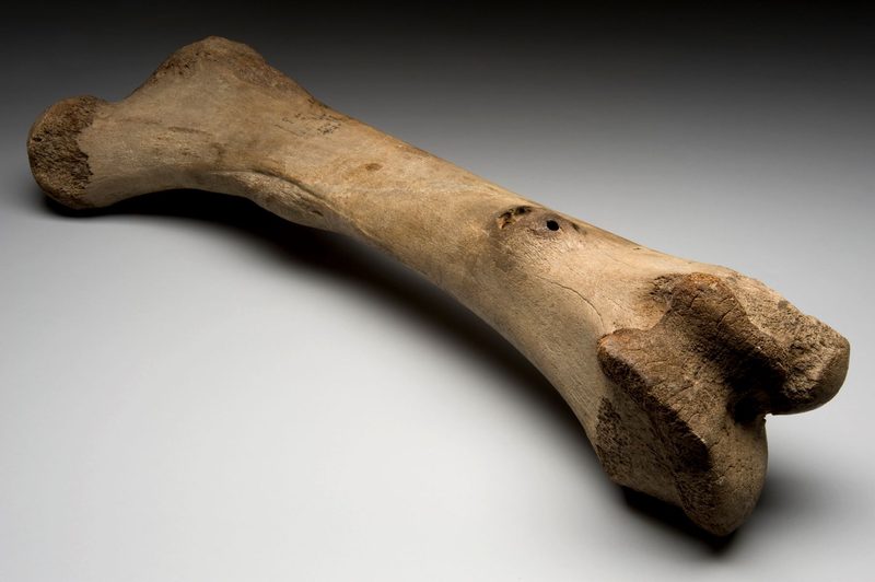 Long Bone Quiz