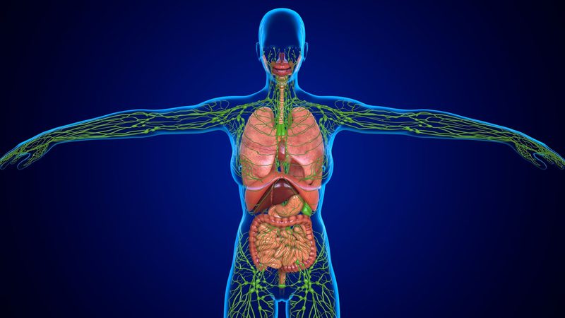 Lymphatic System Quiz
