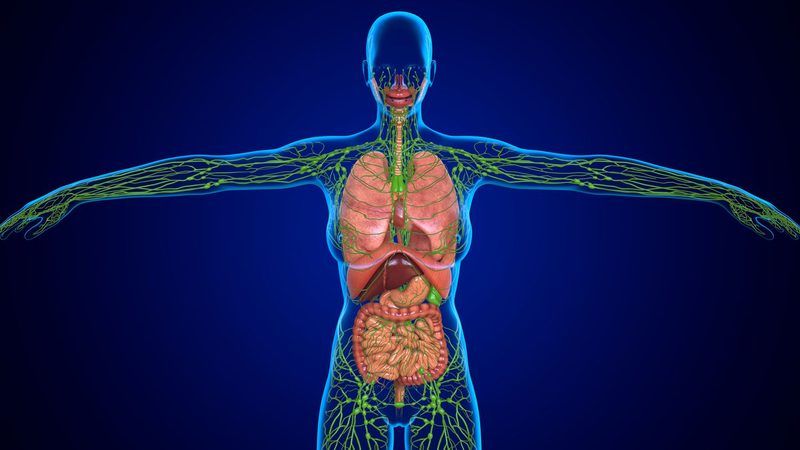 Lymphatic System Quiz