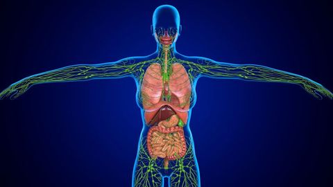 Lymphatic System Quiz