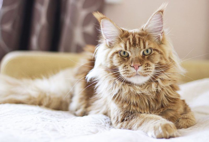 Maine Coon Cat Quiz