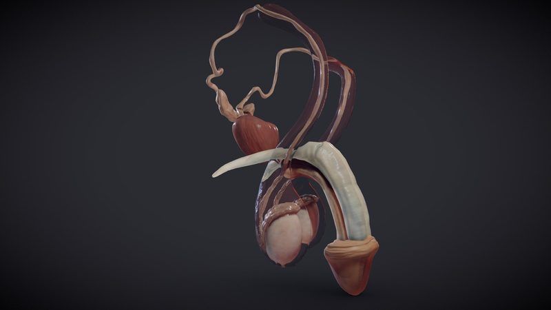 Male Reproductive System Quiz