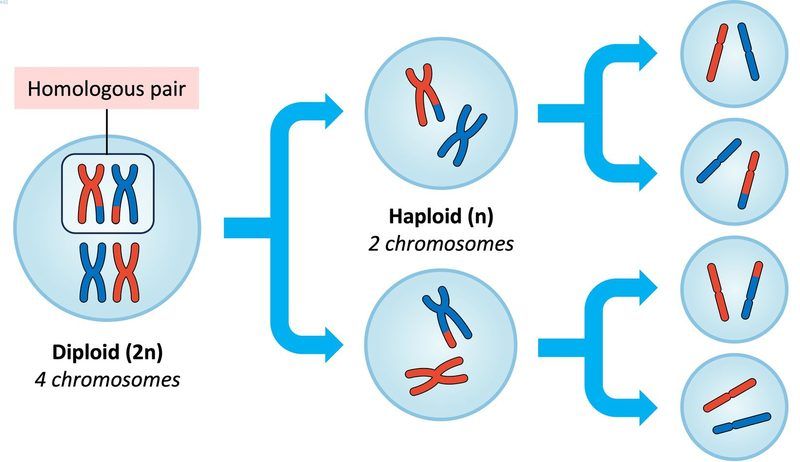 Meiosis Quiz