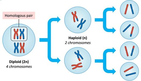 Meiosis Quiz