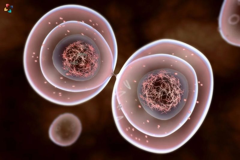 Mitosis And Meiosis Quiz