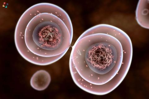 Mitosis And Meiosis Quiz