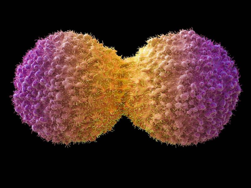 Mitosis Quiz