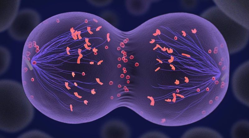 Mitosis Vs Meiosis Quiz