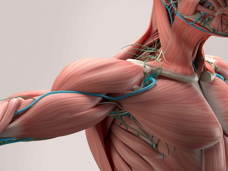 Muscular System Quiz
