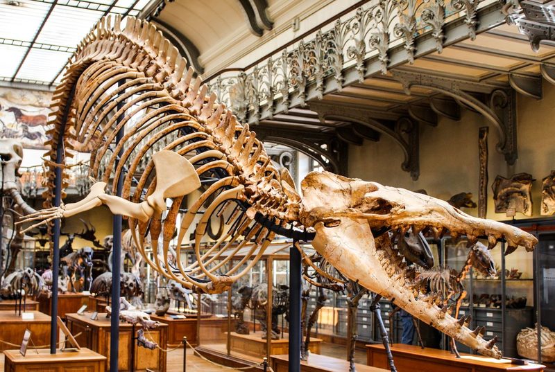 Natural History Quiz