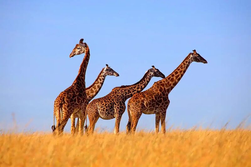 Natural Selection Quiz