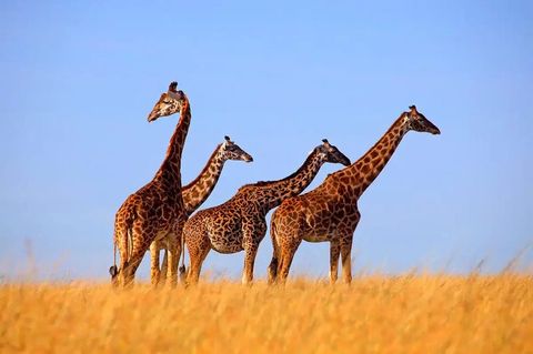 Natural Selection Quiz