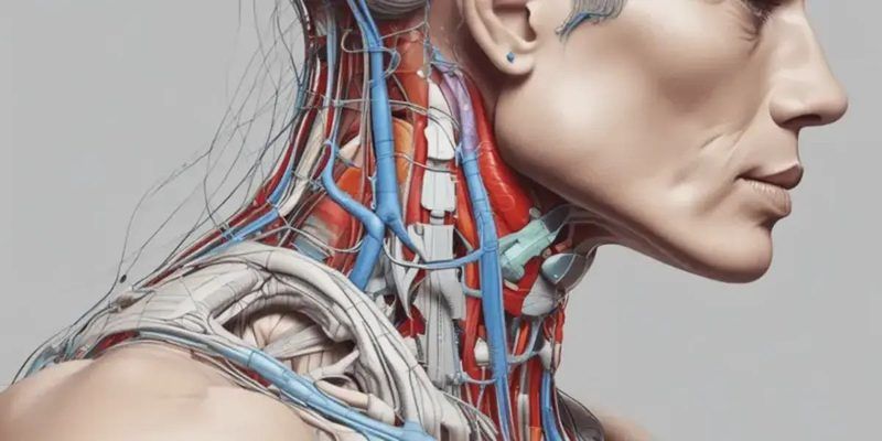 Neck Muscles Quiz