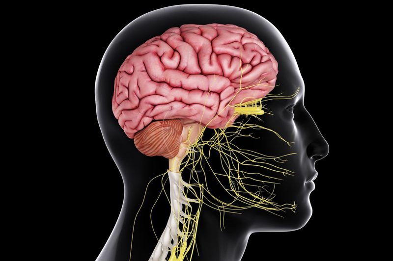Nervous System Quiz