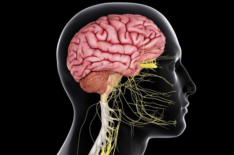 Nervous System Quiz