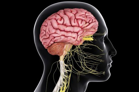 Nervous System Quiz